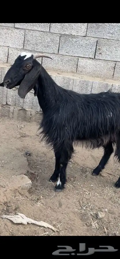 عنزين و4 من الضان 5