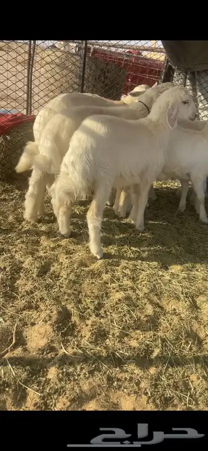 طليان ورخال 2