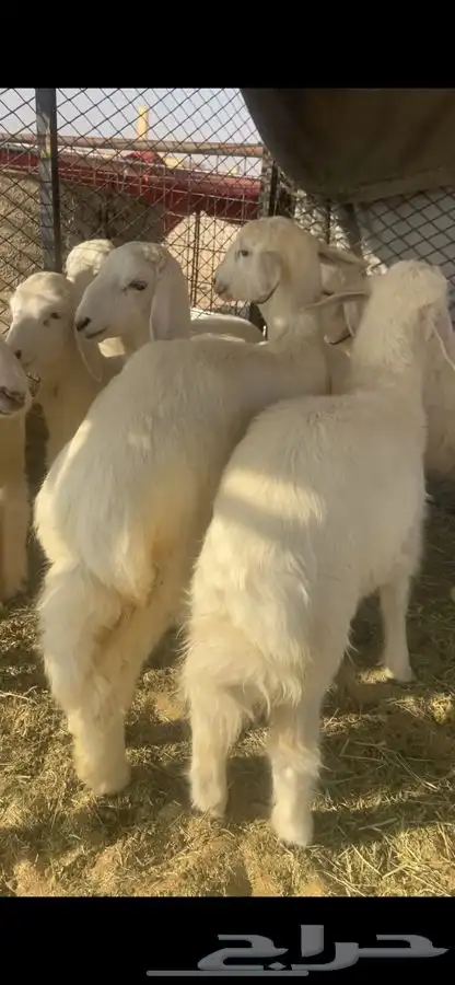 طليان ورخال 0