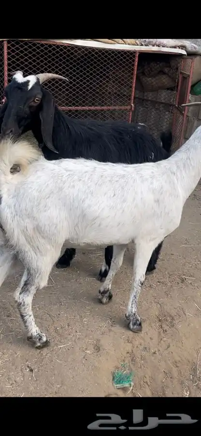 عنزين و4 من الضان 3