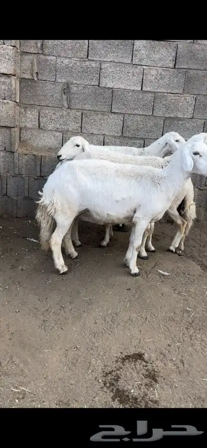 عنزين و4 من الضان 2