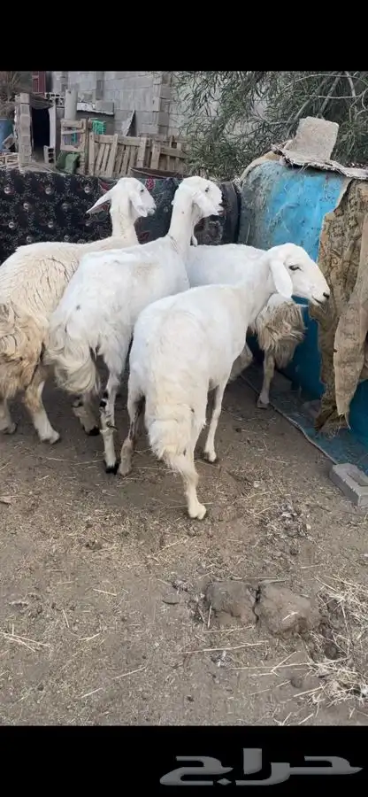 عنزين و4 من الضان 1