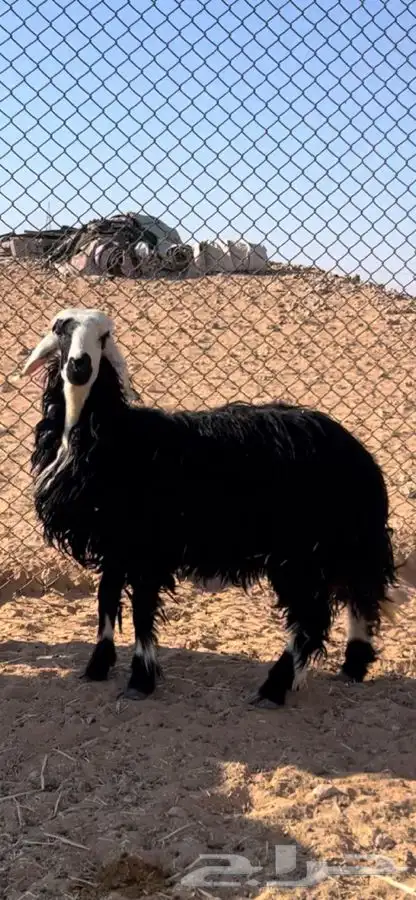 ذبايح نجدي طيبه ونظيفه 2