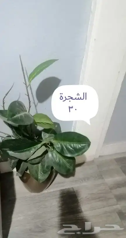 السلام عفش نظيف جدا للبيع 2