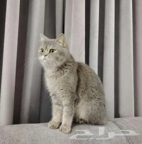 قطه للتبني 2