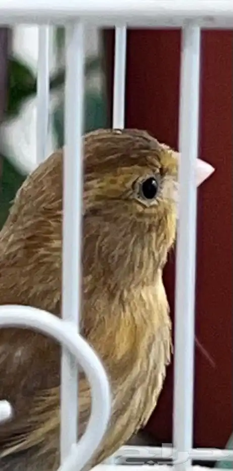 عدد اثنين فروخ كناري ( تم البيع ) 3