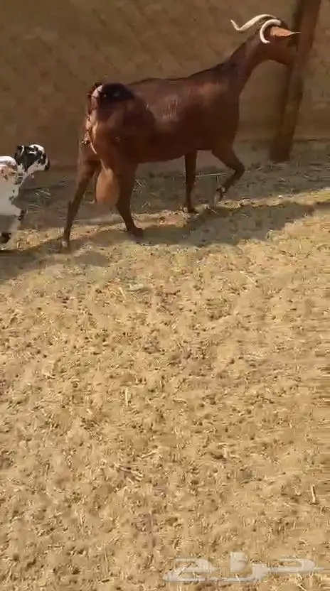 عنز تحتها اثنين دهما صنف جرم ولون فاخر 5