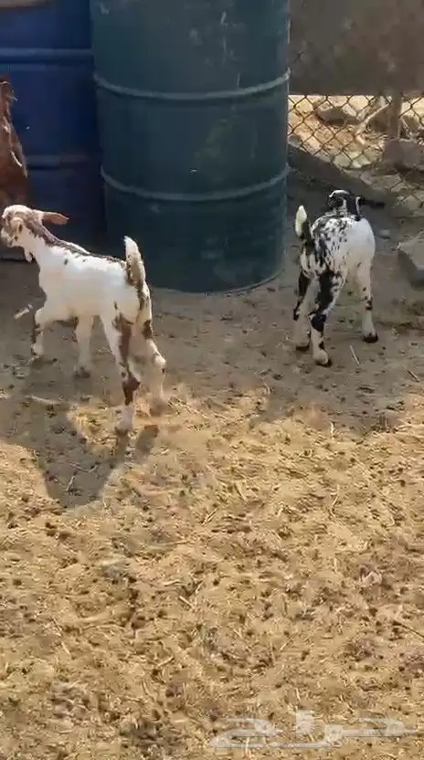 عنز تحتها اثنين دهما صنف جرم ولون فاخر 2