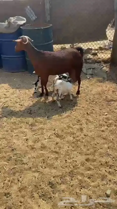 عنز تحتها اثنين دهما صنف جرم ولون فاخر 1