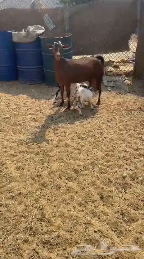 عنز تحتها اثنين دهما صنف جرم ولون فاخر 0