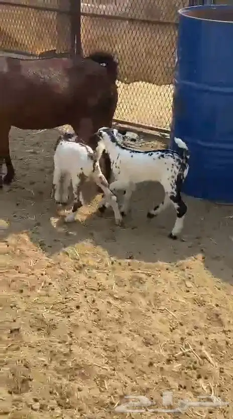 عنز تحتها اثنين دهما صنف جرم ولون فاخر 3