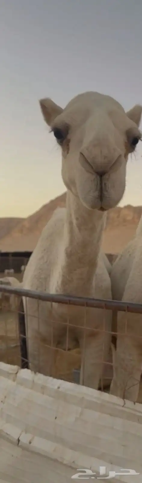 بكره وضروبه 2