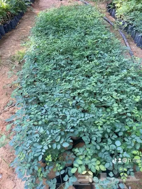 شتلات كميات اسعار جمله 3