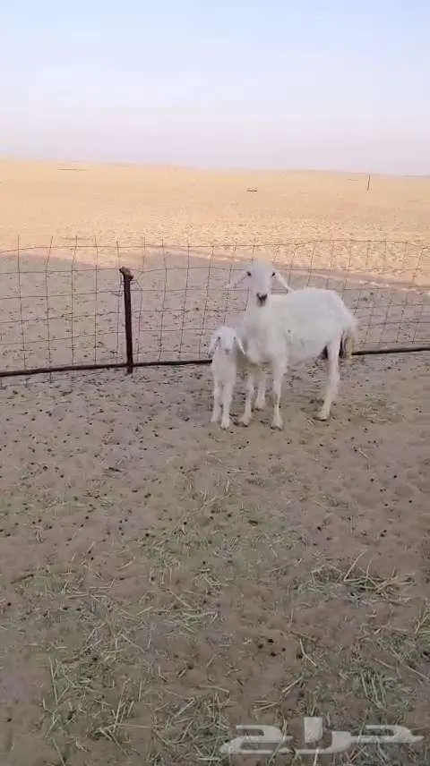 حريات مطافيل ثنيه وتامه 2