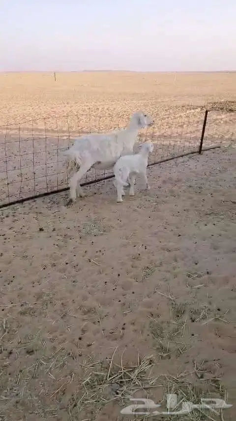 حريات مطافيل ثنيه وتامه 1