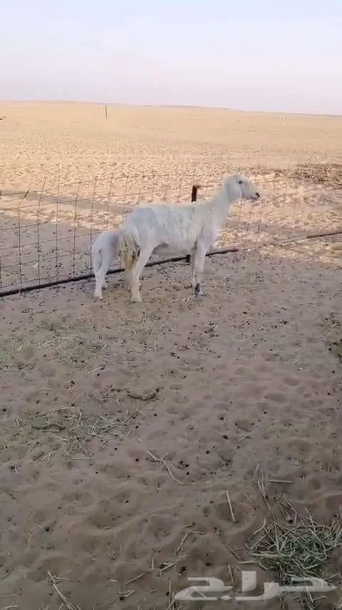 حريات مطافيل ثنيه وتامه 3