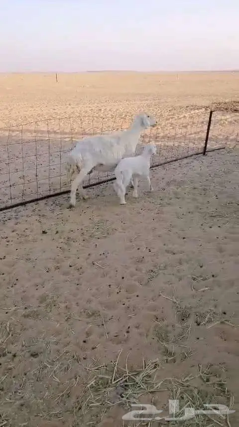 حريات مطافيل ثنيه وتامه 5