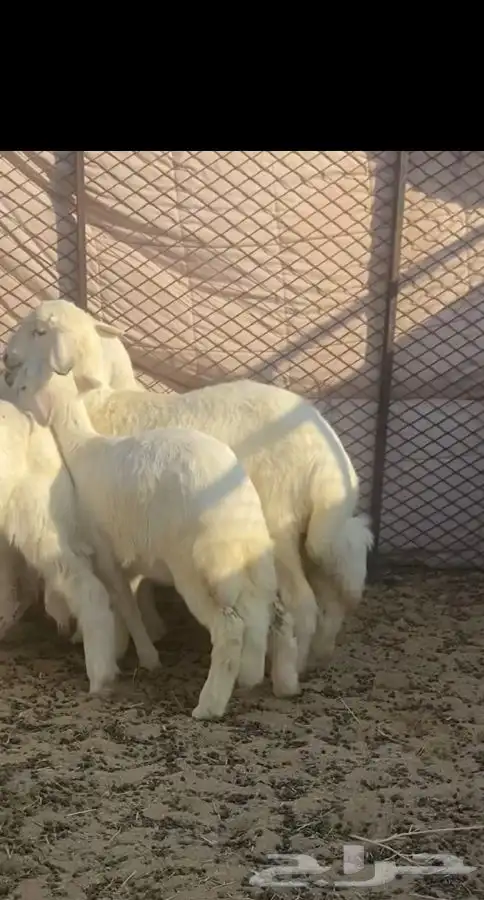 طليان ورخال 1