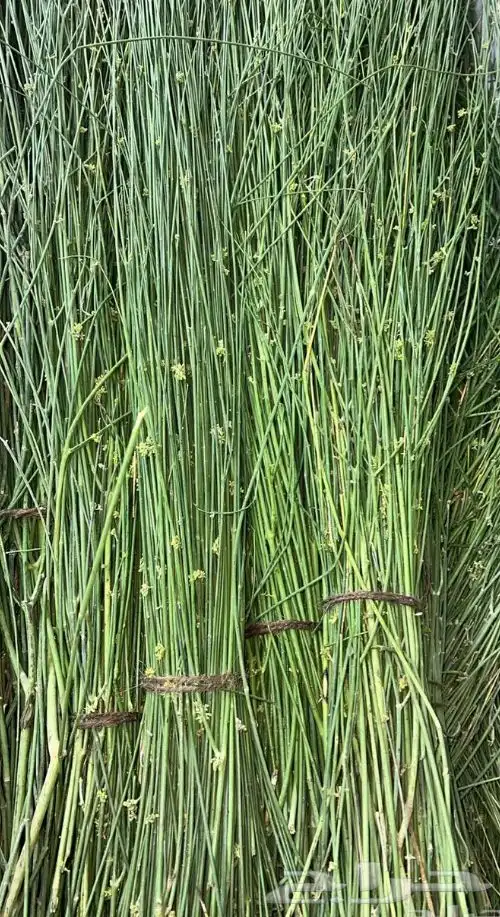 مرخ طازج 20 0