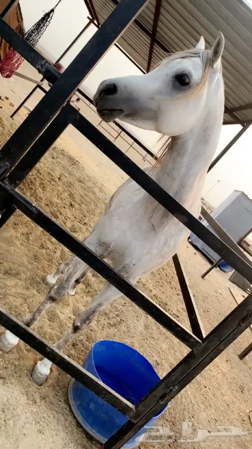 حصان شيخ واهو الحصان سليم من كل شي باقي التفاصيل واتساب 1