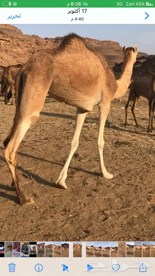 بكره هجن اصيل بنت ولد السيف 1