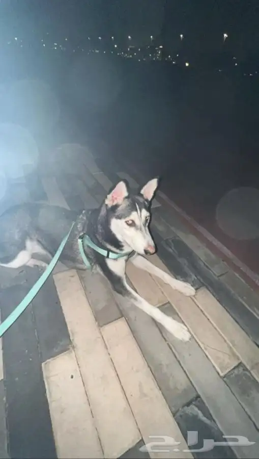كلبه هاسكي مفقوده الرجاء الي يشوفها يكلمني بيني وبينه ربي 0