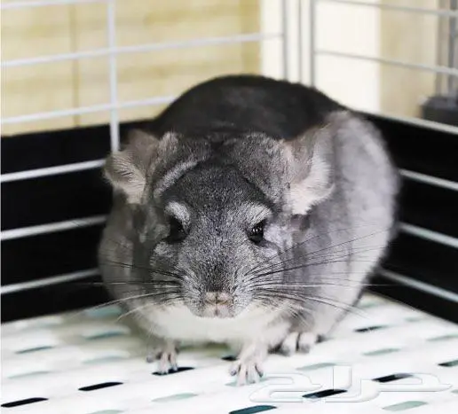 شانشيلا بلاك وايت 3