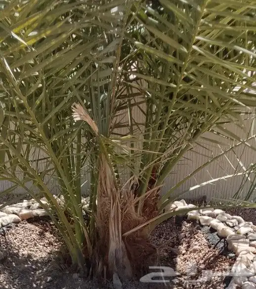 فسايل نخل سكري صقعي مجدول خلاص 2