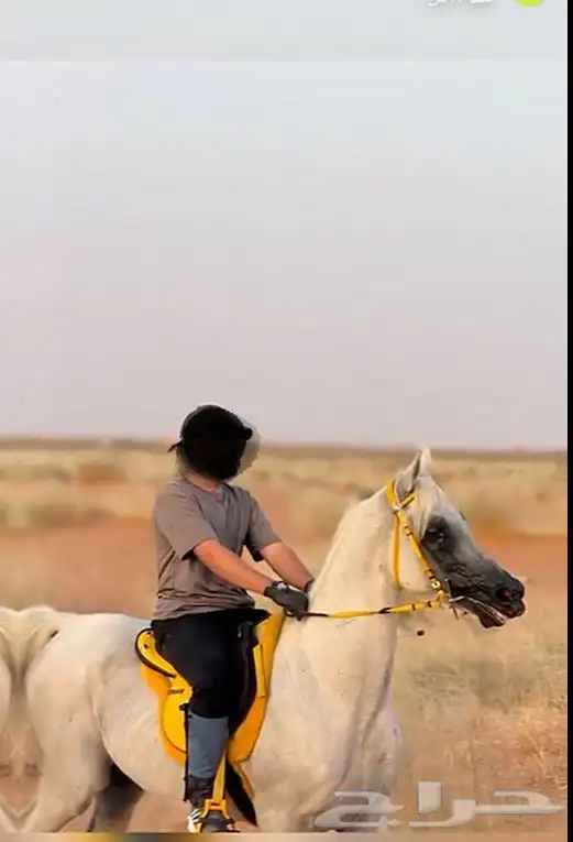 خيل للبيع 5