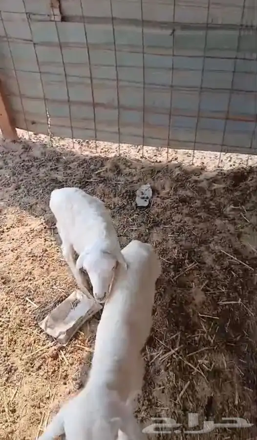 طليان دواغير 6