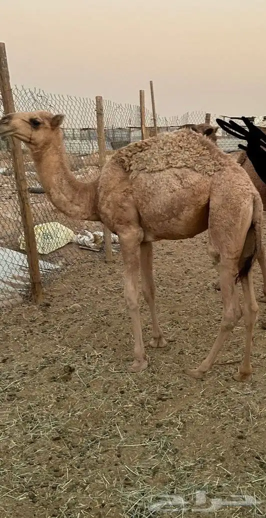 بكرا حشو قصب 1