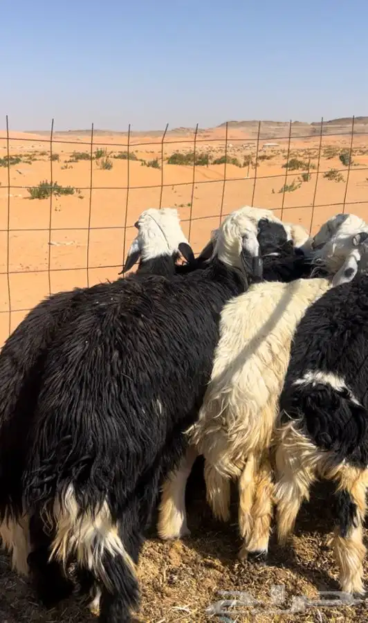 ذبايح نجدي طيبه ونظيفه 0