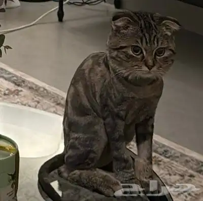 قط للتبني سكوتش 0