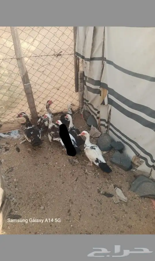 بط مسكوفي للبيع 0