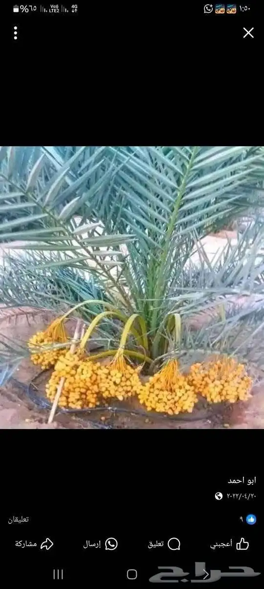 قلع وتوريد جميع انواع النخيل صغري برني شكل وتوصيل 2