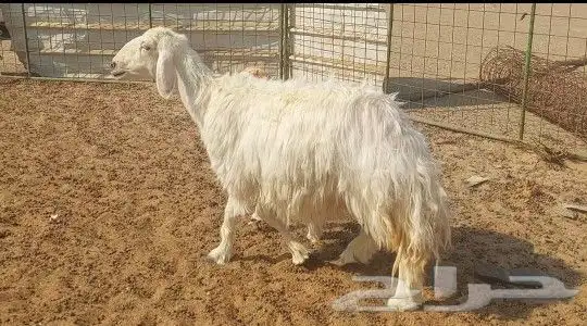 نعجه عيسيه تم البيع 1