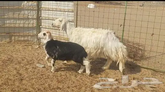 نعجه عيسيه تم البيع 3