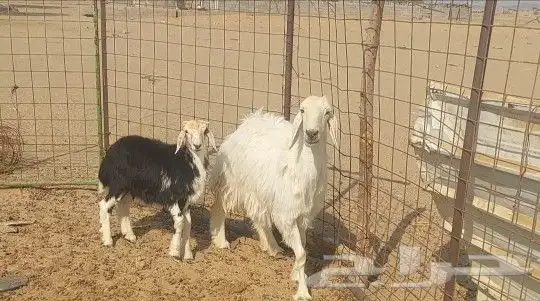 نعجه عيسيه تم البيع 2