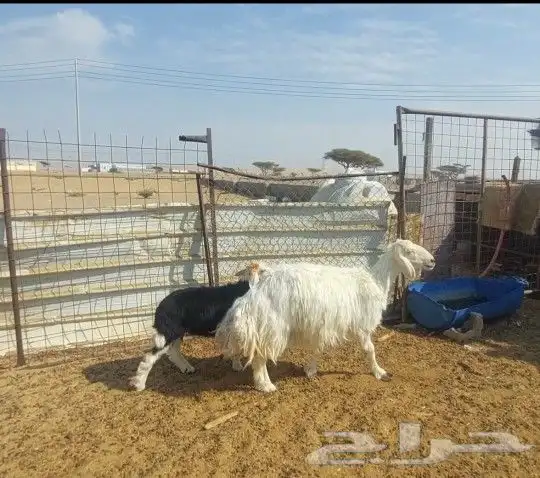 نعجه عيسيه تم البيع 0