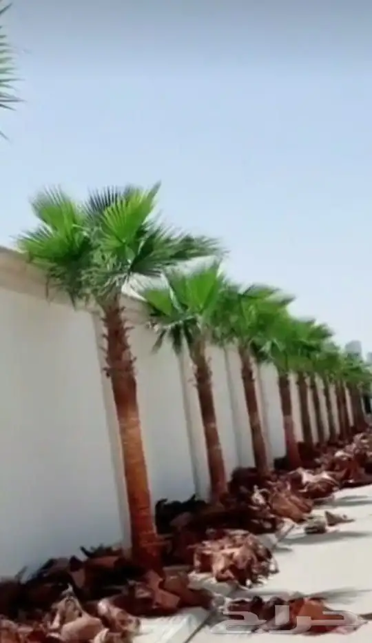 نخيل واشنطن زينه توريد وزراعه جميع المقاسات 4