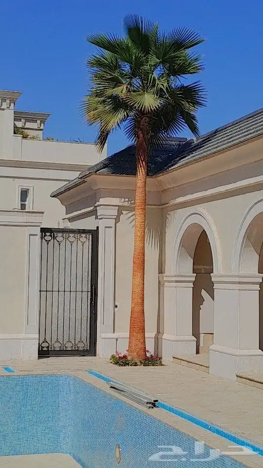 نخل واشنطنياء زينه 4