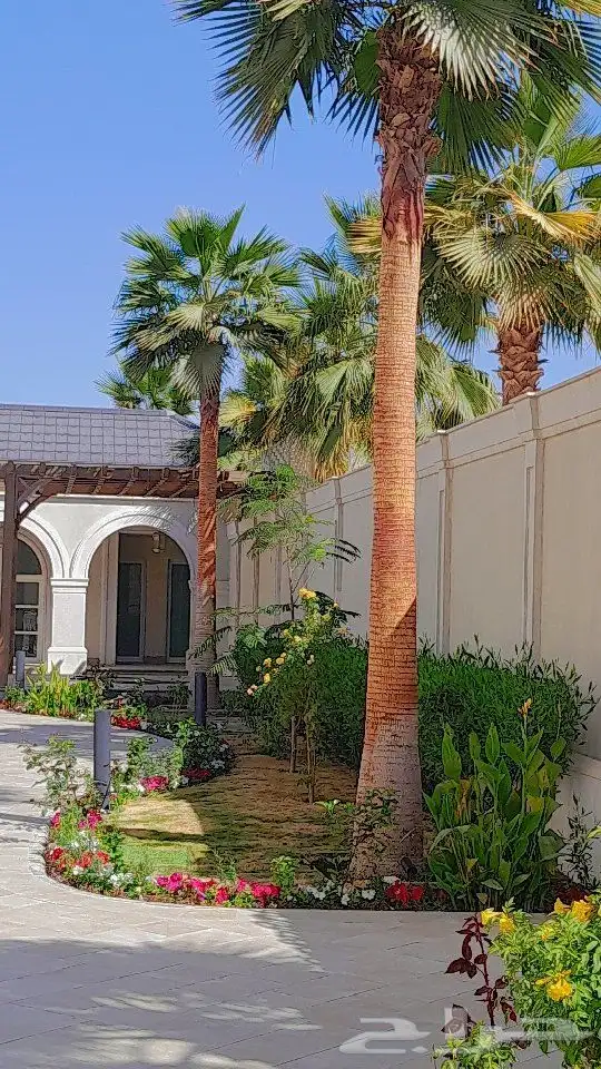 نخل واشنطنياء زينه 1