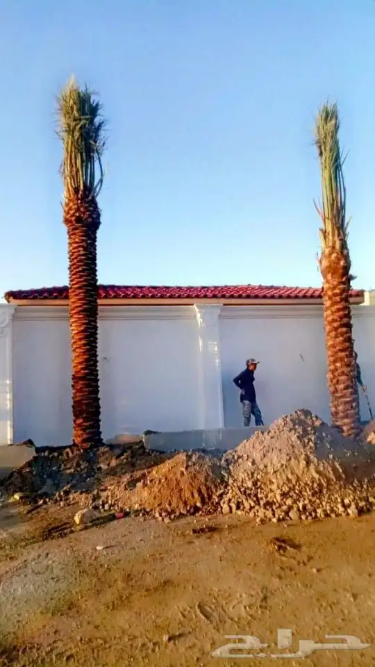 متوفر لدينا جميع انواع انخيل المثمرة وزينه وتنسيق الحدايق وت 2