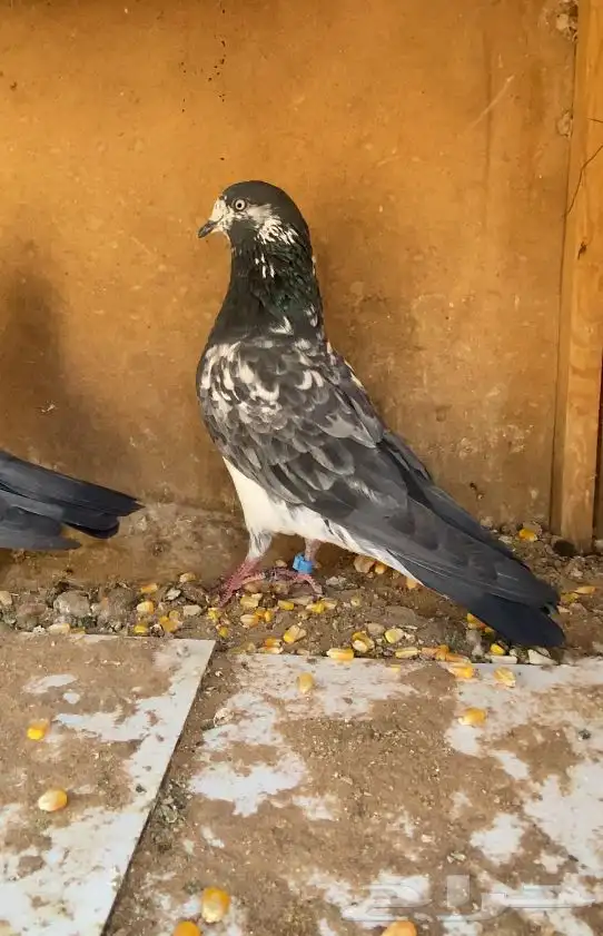 حمام تيدي شبرا 1