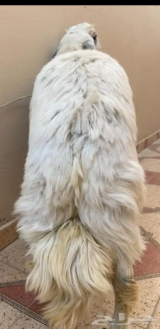 خروف كفو للبيع 0