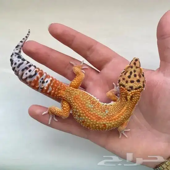 ليبيرد جيكو 1