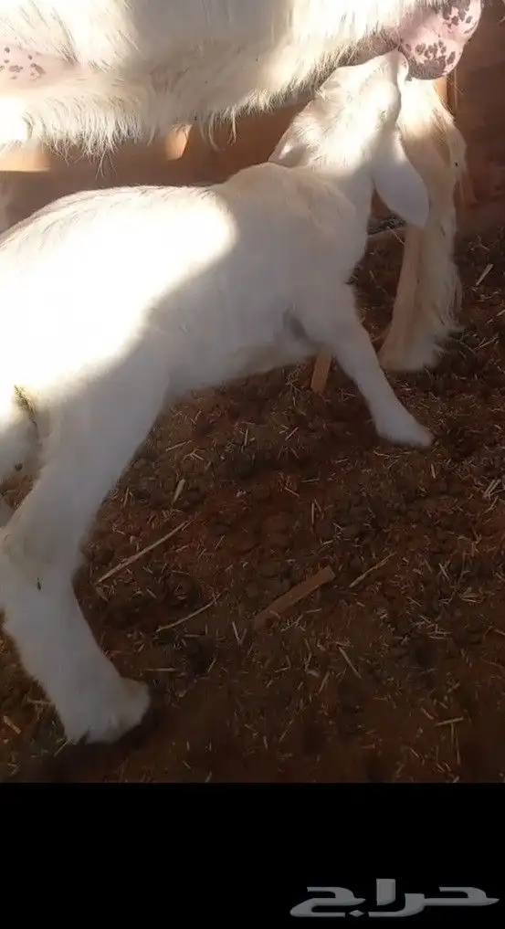 داغور طلي حري 1