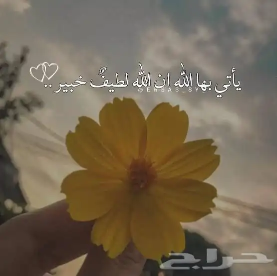 مطلوب بيت شعبي ايجار بحدود 500ريال 0