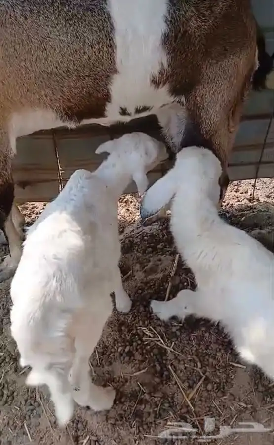 طليان دواغير 0