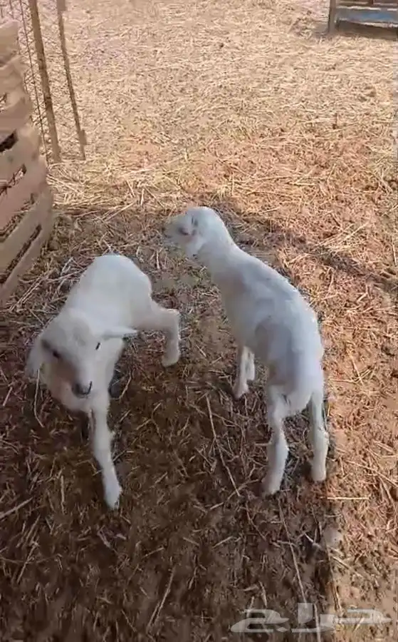 طليان دواغير 5